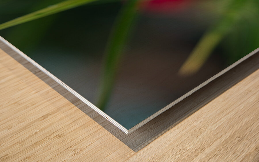 Wet Daylily Wood print