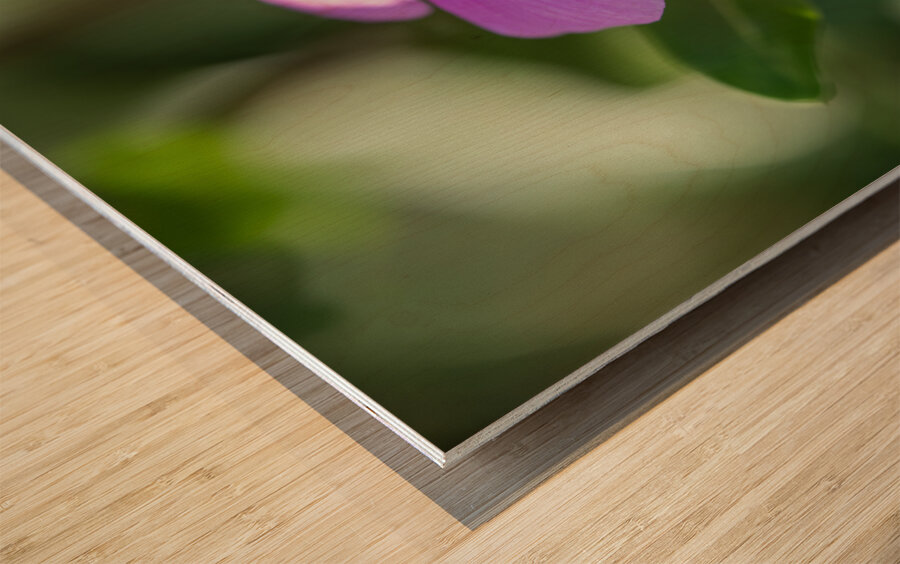 Pink Periwinkle Wood print