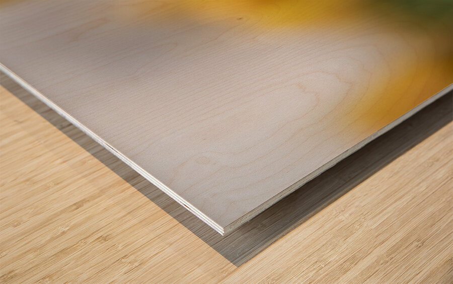 Yellow Radiance Wood print