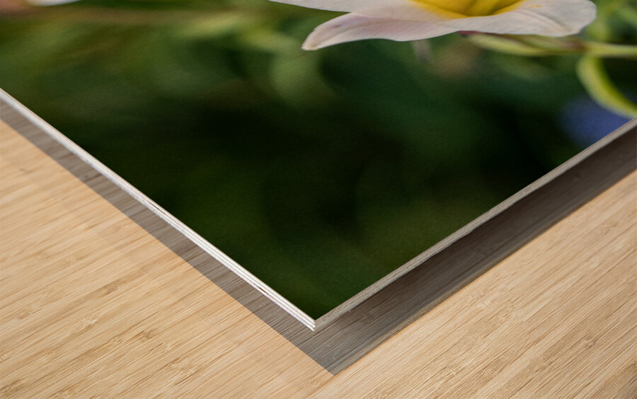 Easter Lily Wood print