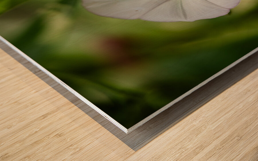 Little Glass Wood print