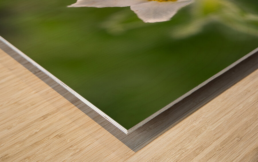 Darling 2 Wood print