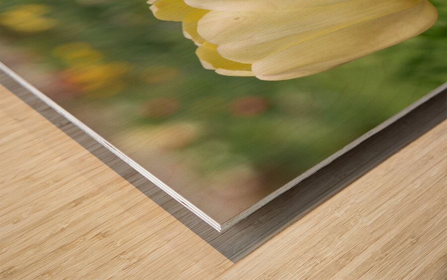 Soft as Yellow Wood print