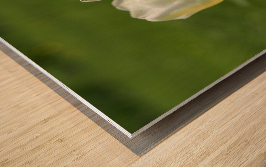 Yellow and White Wood print