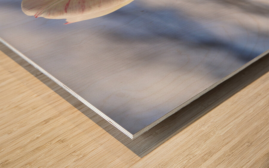 Head in the Clouds Wood print