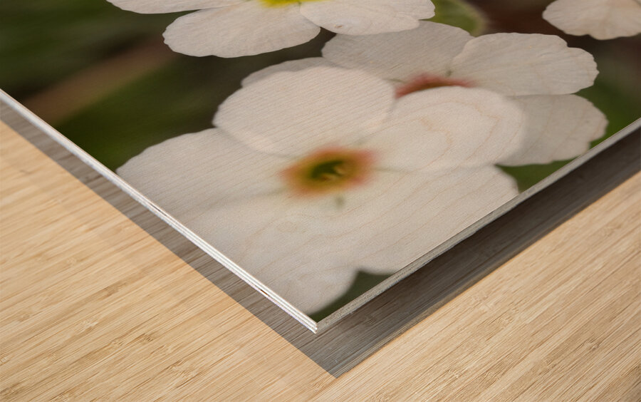 Colorful Dots Wood print